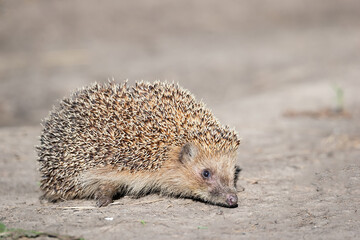 hedgehog on the grass..