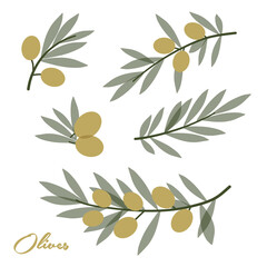 olive branch with olives
