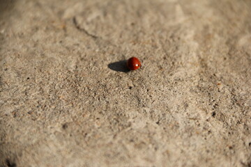 insect, ladybird, ladybug, bug, nature, red, macro, beetle, black, sand, summer, close-up, beach, grass, animal, stone, green, leaf, small, lady bug, texture, closeup