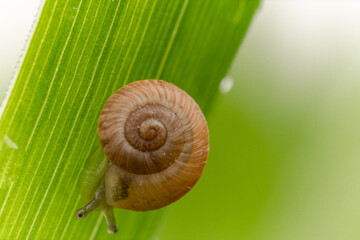 Macro di una piccola chiocciola su di un filo d'erba
