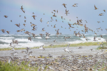 Common Ringed Plover - Sandregenpfeifer - Charadrius hiaticula, Germany (Hamburg), together with Dunlin, Sanderling and Red Knot