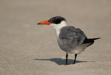 Portrait of a Caspian tern at Busaiteen coast, Bahrain