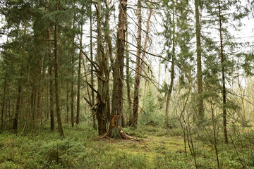 Obraz premium Ein toter Baum im Wald