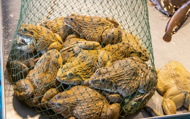 Frogs selling to eat from a market in Thailand Asia