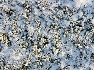 A view of the green foliage covered with crystals of frost on a frosty sunny day.