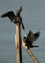 Great Cormorants quarreling for perch at Busaiteen coast of Bahrain