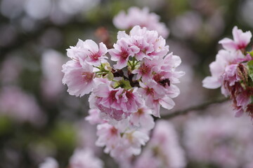 Sakura cherry blossom at Tianyuan temple, Taipei, Taiwan