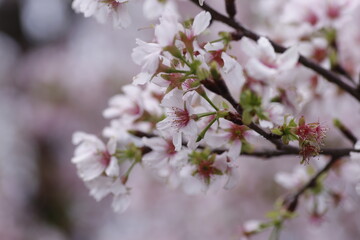 Fototapeta na wymiar Sakura cherry blossom at Tianyuan temple, Taipei, Taiwan