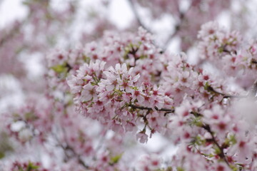 Sakura cherry blossom at Tianyuan temple, Taipei, Taiwan