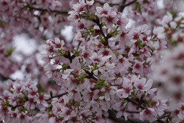 Sakura cherry blossom at Tianyuan temple, Taipei, Taiwan