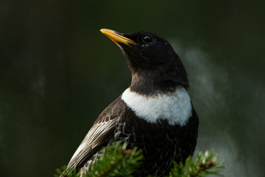 Ring Ouzel - Ringdrossel - Turdus torquatus ssp. alpestris, Germany )Baden-W&uuml;rttemberg), adult male
