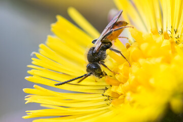 Macro image of an insect in Germany