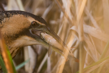 Eurasian Bittern - Rohrdommel - Botaurus stellaris ssp. stellaris, Switzerland, feeding common rudd
