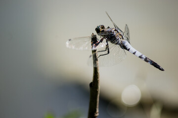 Una Libellula appoggiata su di un ramo vicino ad corso d'acqua