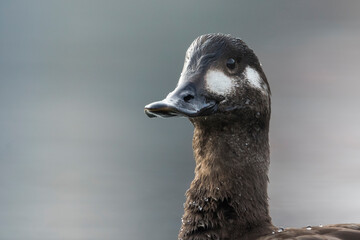 Velvet Scoter - Samtente - Melanitta fusca, Switzerland (Schaffhausen), 1st cy, female