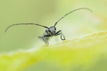 Macro image of an insect in Germany