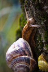 Chiocciola su un albero