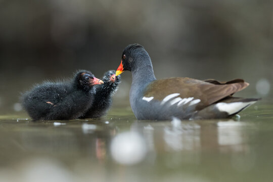 Common Moorhen - Teichhuhn - Gallinula chloropus ssp. chloropus, Germany (Baden-W&uuml;rttemberg), adult with youngsters