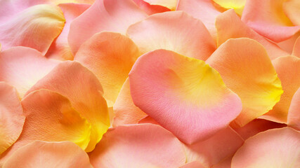 Obraz na płótnie Canvas Detail shot of pink yellow rose petals