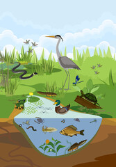 Ecosystem of pond with different animals (birds, insects, reptiles, fishes, amphibians) in their natural habitat. Schema of pond structure