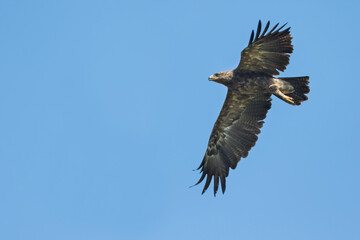 Lesser Spotted Eagle - Schreiadler - Clanga pomarina, Romania, adult