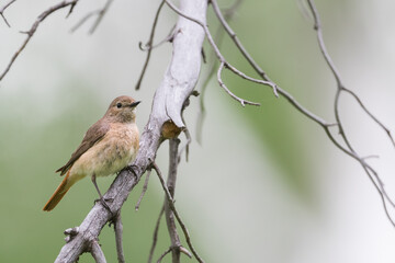 Common Redstart - Gartenrotschwanz - Phoenicurus phoenicurus ssp. phoenicurus, Russia (Oblast Irkutsk), adult female