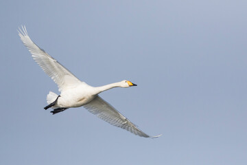 Whooper Swan - Singschwan - Cygnus cygnus, Germany (Mecklenburg-Vorpommern), adult