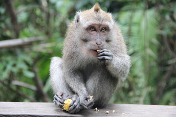 portrait of a baboon