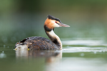 Great Crested Grebe - Haubentaucher - Podiceps cristatus ssp. cristatus, Germany (Baden-Württemberg), adult