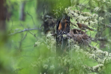 Red-throated Thrush - Rotkehldrossel - Turdus ruficollis, Russia (Baikal), adult, female with offspring
