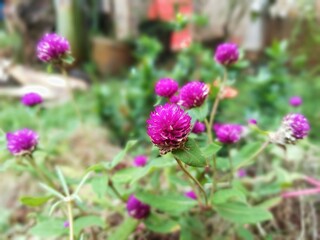 Purple gomphrena flowers, in Indonesia are called by the name 