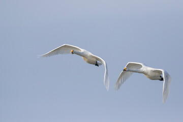 Whooper Swan - Singschwan - Cygnus cygnus, Germany (Mecklenburg-Vorpommern), adult