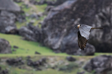 Lammergeier - Bartgeier - Gypaetus barbatus ssp. barbatus, Tajikistan, adult