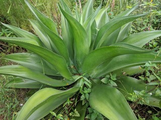 Obraz premium Close up of glossy green leaves of Foxtail Agave (Agave Attenuata)