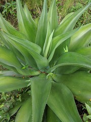 Obraz premium Close up of glossy green leaves of Foxtail Agave (Agave Attenuata)