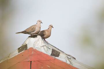 Eurasian Collored Dove - Türkentaube - Streptopelia decaocto, France (Corsica), adult