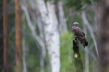 Crested Honey-Buzzard - Schopfwespenbussard - Pernis ptilorhyncus, Russia (Baikal), adult male