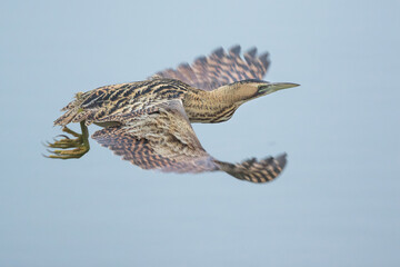 Eurasian Bittern - Rohrdommel - Botaurus stellaris ssp. stellaris, Switzerland