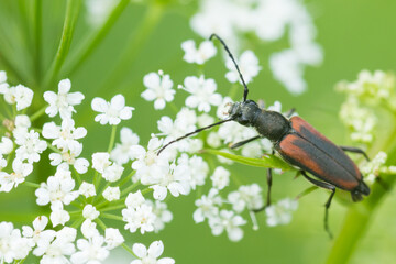 Macro image of an insect in Germany
