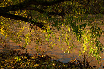 Ramas de un sauce llorón a la orilla de un río al amanecer.