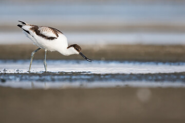 Pied Avocet - Säbelschnäbler - Recurvirostra avoseta, Germany (Schleswig-Holstein), 1st cy.