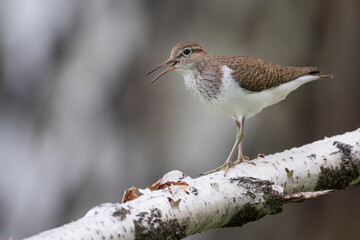 Common Sandpiper - Flussuferläufer - Actitis hypoleucos, Russia (Irkutsk), adult, breeding plumage