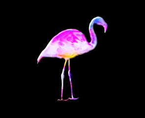 flamingo bird Colorful Watercolor graphic illustration