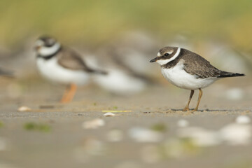 Common Ringed Plover - Sandregenpfeifer - Charadrius hiaticula, Germany (Hamburg), 1st cy