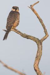 Eurasian Hobby - Baumfalke - Falco subbuteo ssp. subbuteo, Germany (Lower Saxony), 1st cy