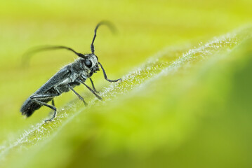 Macro image of an insect in Germany