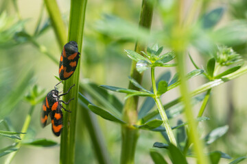 Macro image of an insect in Germany