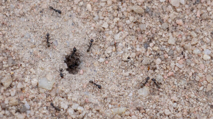black ant