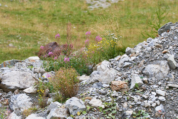Bergflora in den Alpen