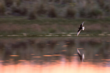 White-winged Tern - Weissflügel-Seeschwalbe - Chlidonias leucopterus, Russia (Burjatia), adult